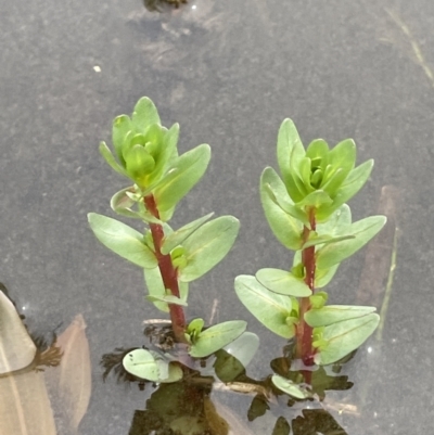 Lythrum hyssopifolia (Small Loosestrife) at Wollogorang, NSW - 12 Oct 2022 by JaneR