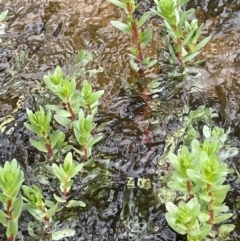 Lythrum hyssopifolia at Wollogorang, NSW - 12 Oct 2022