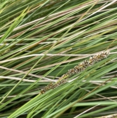 Carex appressa (Tall Sedge) at Breadalbane, NSW - 12 Oct 2022 by JaneR