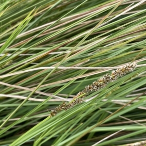 Carex appressa at Breadalbane, NSW - 12 Oct 2022 04:33 PM