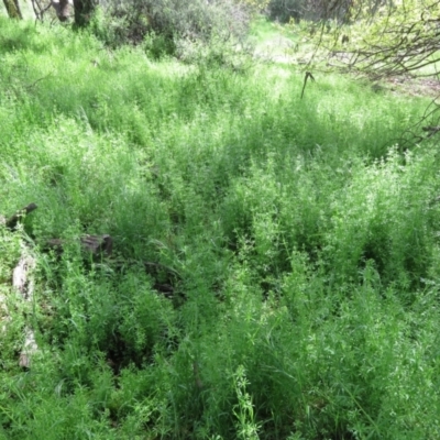 Galium aparine (Goosegrass, Cleavers) at Jerrabomberra Wetlands - 11 Oct 2022 by Christine