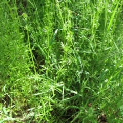 Galium aparine at Fyshwick, ACT - 11 Oct 2022