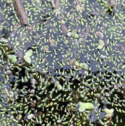 Wolffia australiana (Tiny Duckweed) at Breadalbane, NSW - 12 Oct 2022 by JaneR