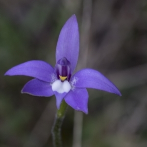 Glossodia major at Wamboin, NSW - 4 Oct 2022