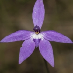 Glossodia major (Wax Lip Orchid) at Bruce, ACT - 10 Oct 2022 by AlisonMilton