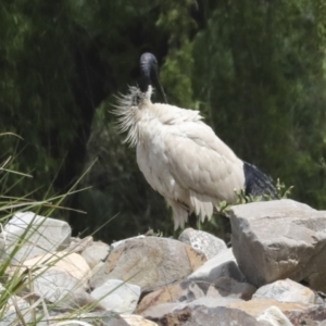 Threskiornis molucca at Evatt, ACT - 11 Oct 2022 12:38 PM