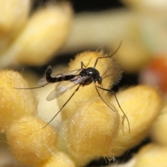 Chironomidae (family) at Acton, ACT - 12 Oct 2022