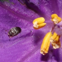 Aethina sp. (genus) (Sap beetle) at Acton, ACT - 12 Oct 2022 by TimL