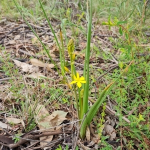 Bulbine bulbosa at O'Malley, ACT - 13 Oct 2022