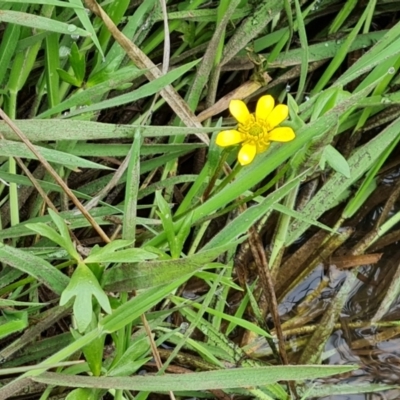 Ranunculus amphitrichus (Small River Buttercup) at O'Malley, ACT - 12 Oct 2022 by Mike