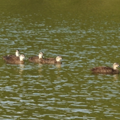 Anas superciliosa (Pacific Black Duck) at Bowen, QLD - 28 Apr 2022 by TerryS