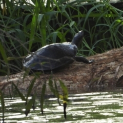 Emydura macquarii krefftii (Krefft's Turtle) at Bowen, QLD - 28 Apr 2022 by TerryS