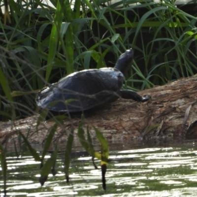 Emydura macquarii kreffti (Krefft's Turtle) at Bowen, QLD - 28 Apr 2022 by TerryS