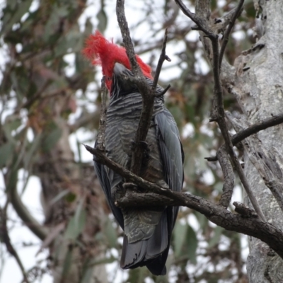 Callocephalon fimbriatum (Gang-gang Cockatoo) at O'Malley, ACT - 13 Oct 2022 by Mike