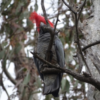 Callocephalon fimbriatum (Gang-gang Cockatoo) at O'Malley, ACT - 12 Oct 2022 by Mike