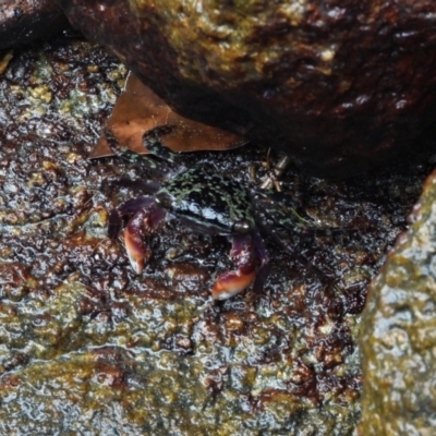 Unidentified Crab at Bowen, QLD - 29 Apr 2022 by TerryS