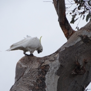 Cacatua galerita at O'Malley, ACT - 13 Oct 2022 08:46 AM