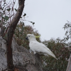 Cacatua galerita at O'Malley, ACT - 13 Oct 2022 08:46 AM