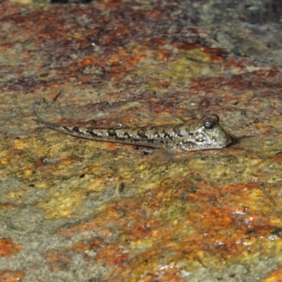 Unidentified other marine invertebrate at Bowen, QLD - 29 Apr 2022 by TerryS