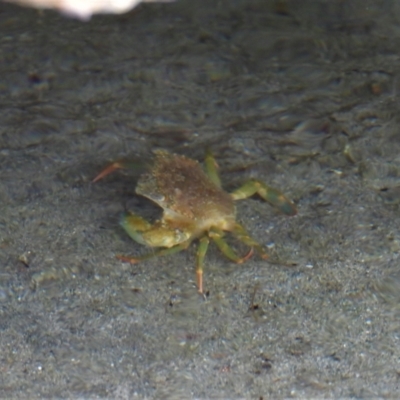 Unidentified Crab at Bowen, QLD - 29 Apr 2022 by TerryS