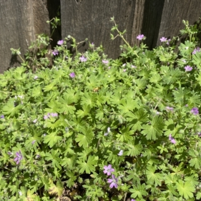 Geranium molle (Dove's-foot Cranesbill) at Giralang, ACT - 10 Oct 2022 by mcosgrove