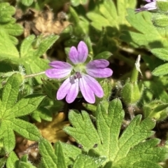 Geranium molle at Giralang, ACT - 10 Oct 2022 11:39 AM