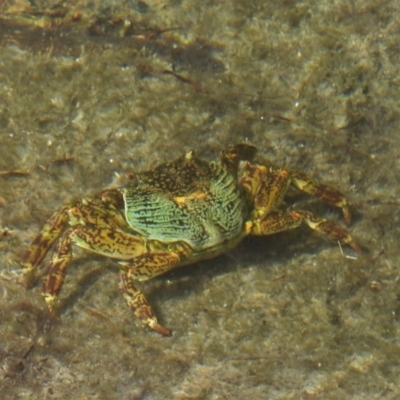 Unidentified Crab at Bowen, QLD - 29 Apr 2022 by TerryS