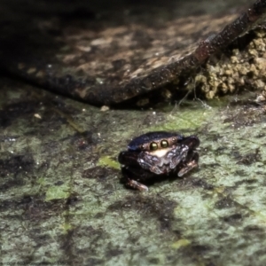 Simaethula sp. (genus) at Bruce, ACT - 12 Oct 2022