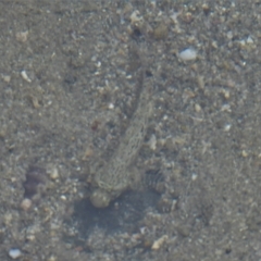 Unidentified Gudgeon snd Sleeper Gobies at Bowen, QLD - 29 Apr 2022 by TerryS