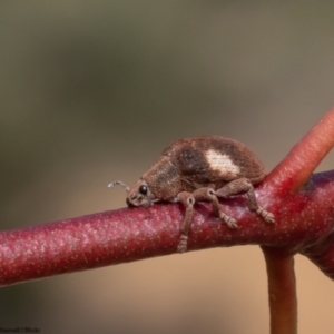 Gonipterus pulverulentus at Bruce, ACT - 12 Oct 2022