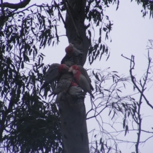 Eolophus roseicapilla at O'Malley, ACT - 13 Oct 2022 08:52 AM