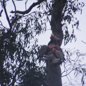 Eolophus roseicapilla at O'Malley, ACT - 13 Oct 2022 08:52 AM