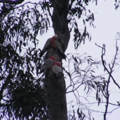 Eolophus roseicapilla at O'Malley, ACT - 13 Oct 2022 08:52 AM