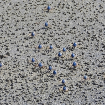 Unidentified Crab at Bowen, QLD - 29 Apr 2022 by TerryS