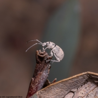 Merimnetes oblongus (Radiata pine shoot weevil) at Bruce, ACT - 11 Oct 2022 by Roger