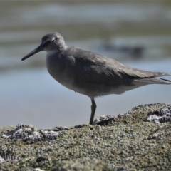 Tringa incana (Wandering Tattler) at Bowen, QLD - 29 Apr 2022 by TerryS