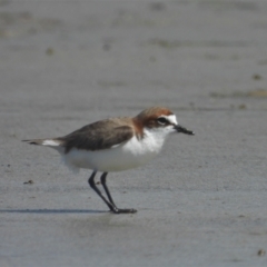 Anarhynchus ruficapillus (Red-capped Plover) at Bowen, QLD - 29 Apr 2022 by TerryS