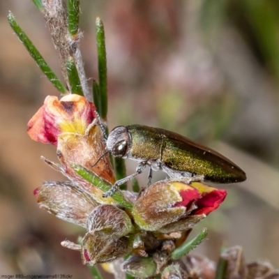 Melobasis propinqua (Propinqua jewel beetle) at Bruce, ACT - 12 Oct 2022 by Roger