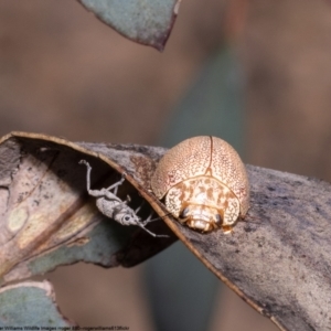 Paropsis atomaria at Bruce, ACT - 12 Oct 2022 08:59 AM