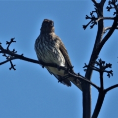 Sphecotheres vieilloti (Australasian Figbird) at Bowen, QLD - 29 Apr 2022 by TerryS