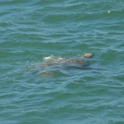 Chelonia mydas (Green Sea Turtle) at Bowen, QLD - 29 Apr 2022 by TerryS