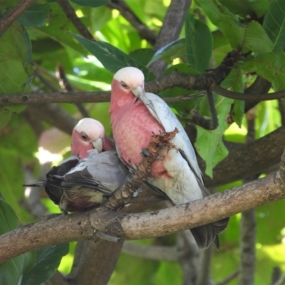 Eolophus roseicapilla (Galah) at Bowen, QLD - 29 Apr 2022 by TerryS