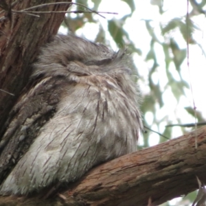 Podargus strigoides at Fyshwick, ACT - 11 Oct 2022 02:24 PM