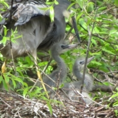 Egretta novaehollandiae (White-faced Heron) at Fyshwick, ACT - 11 Oct 2022 by Christine