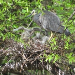 Egretta novaehollandiae at Fyshwick, ACT - 11 Oct 2022 02:07 PM