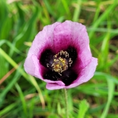 Papaver somniferum subsp. setigerum (Opium Poppy) at City Renewal Authority Area - 11 Oct 2022 by trevorpreston