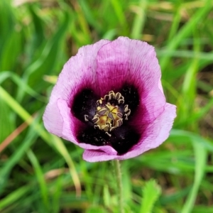 Papaver somniferum subsp. setigerum at Lyneham, ACT - 12 Oct 2022 09:22 AM