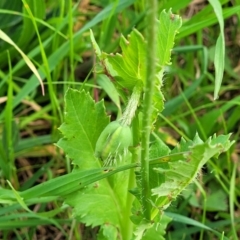 Papaver somniferum subsp. setigerum at Lyneham, ACT - 12 Oct 2022 09:22 AM