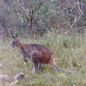 Notamacropus rufogriseus at Kambah, ACT - 12 Apr 2022 07:55 AM