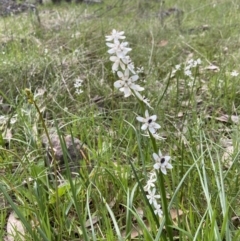 Wurmbea dioica subsp. dioica (Early Nancy) at Bango Nature Reserve - 10 Oct 2022 by AJB